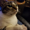 Srg's profile image