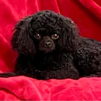 Keith Lampman-Perlman's profile image