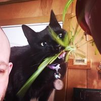 James Rum-z's profile image