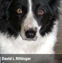 David L Rittinger's profile image