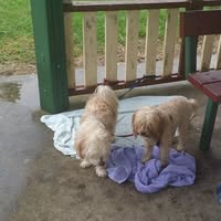 Karen Thompson's profile image