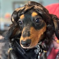 Carolina Laura's profile image