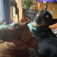 Michele A Blough's profile image