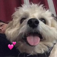 Giovanna Garcia's profile image
