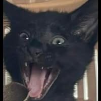 Sasha Redloh's profile image