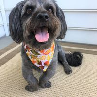 Joy Jeanor Combs's profile image