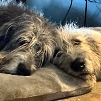 Sherrie Vlasnik's profile image