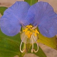 Jeannie Williams's profile image