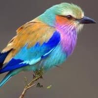 Jeannie Glowacki's profile image