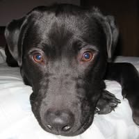 Jay Schalow's profile image