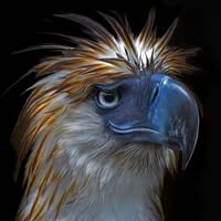 Hugo Boss's profile image