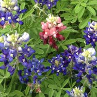 Sharon Luedecke's profile image