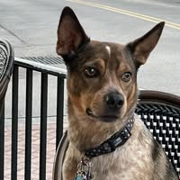 Jill Louise's profile image
