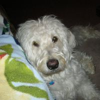 Robert Thomas's profile image