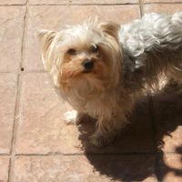 Sherry Glazer's profile image