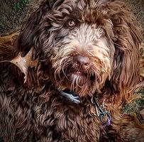 Shelli Kay's profile image