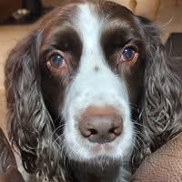 Vicki Roenspiess's profile image