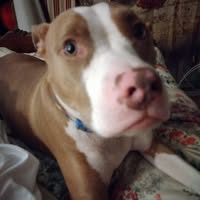 Sarah Heinzen's profile image