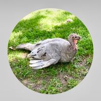 Loretta Dubroc Jeansonne's profile image