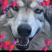 Jerrie Cook's profile image