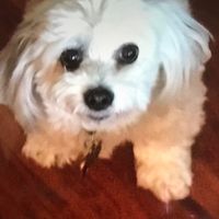 Beverly Urbani Tolomei's profile image