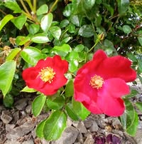 Billie Tranberg's profile image