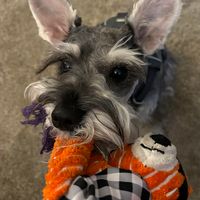 Tracey Thompson's profile image