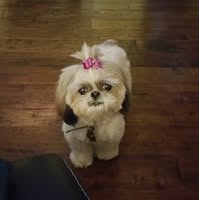 Peggy Pattison's profile image