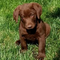 Tammy Wilson Lefanto's profile image