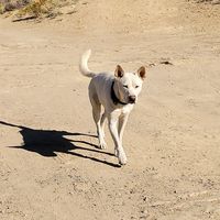 Terra Lomayestewa's profile image