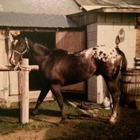 Jim Adams's profile image