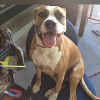 Lynn Lindberg's profile image