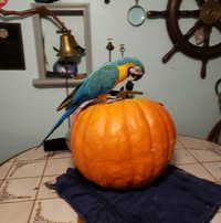 Eddy Sherrick's profile image