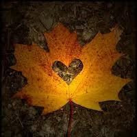 Cindy Kelly-Schultz's profile image