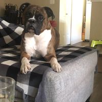 Diane Mayfield's profile image