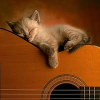 Laurie Phillips Strand's profile image