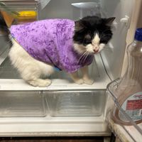 Melodie Cheney's profile image