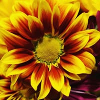 Laura McGill Orrick's profile image
