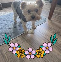 Jennifer Handy's profile image
