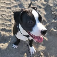 Troy Chaffee's profile image