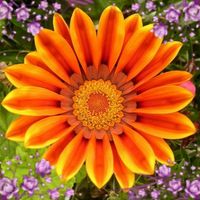 Dana Bollman's profile image