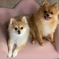 Sherry Whitney-Karpiak's profile image