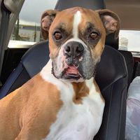 JoAnn McCollum's profile image