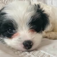 Anna Wong's profile image