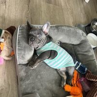 Olga Kayal's profile image