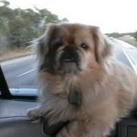 Mike Felicetty's profile image