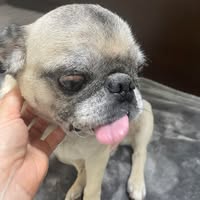 Tatiana Sentilles's profile image