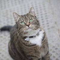 Carol Carol's profile image