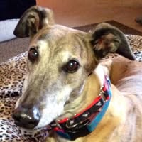 Victoria Blair's profile image