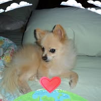 Joyce Allen Howard's profile image